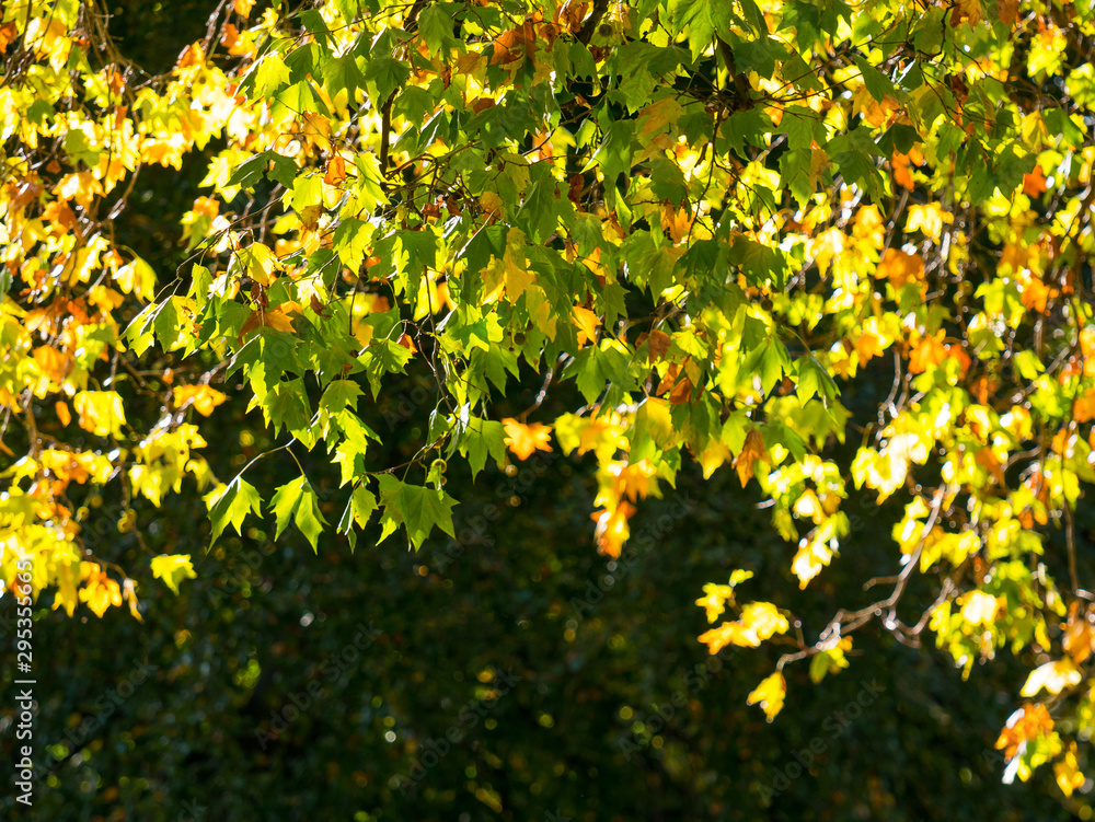 Fototapeta premium Colorful green & yellow autumn maple leaf on a tree