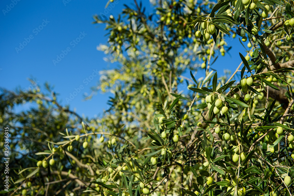 Olives on the tree against blue sky. Selective Focus. Olives on the tree against blue sky. Selective Focus.
