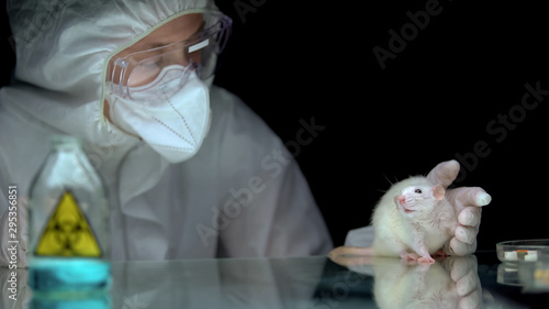 Scientist observing rat reaction after biological hazard, bioweapon development photo