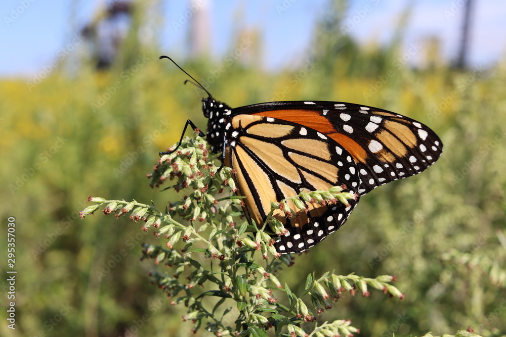Fototapeta premium Monarch Butterfly
