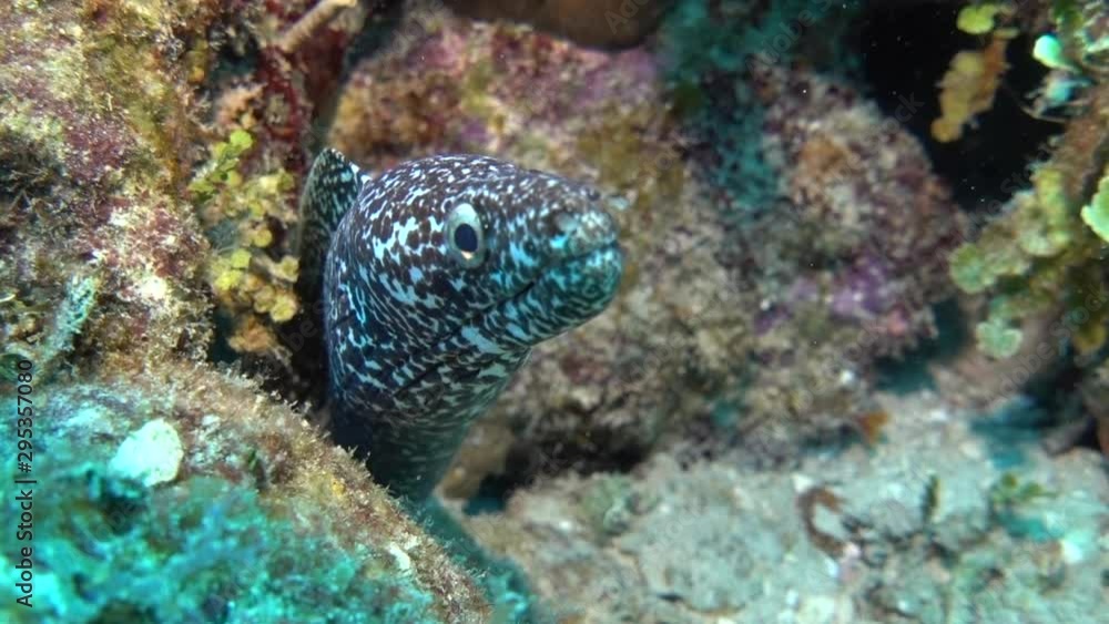 Close-up of the face of a Spotted Moray Eel - Slowmotion Close-up of the face of a Spotted Moray Eel - Slowmotion