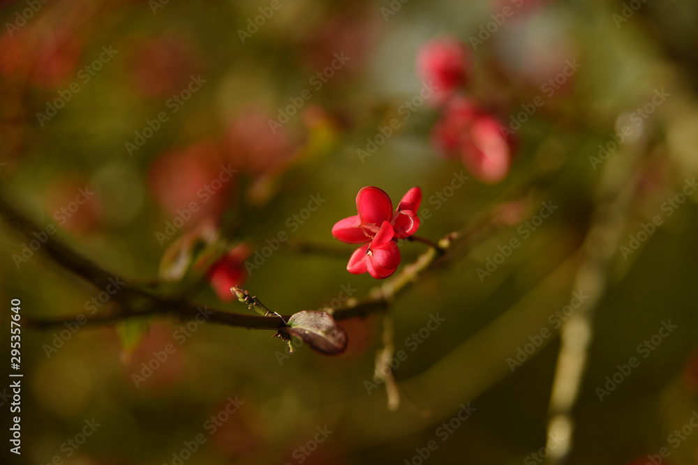 Beautiful blossom flowers. Blurred background and copy space Beautiful blossom flowers. Blurred background and copy space