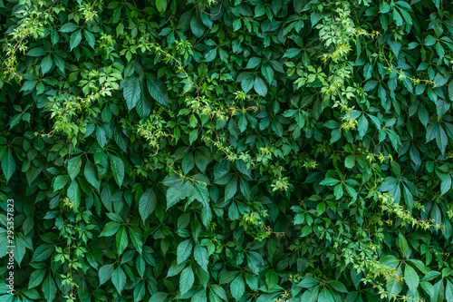 Εκτύπωση καμβά Hedge texture, tree ivy, green nature background