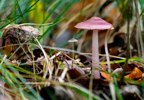 Mycena rosea, commonly known as the rosy bonnet mushroom growing on the forest floor in Germany / Europe in October photo