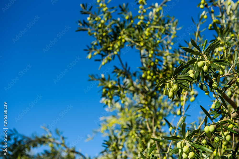 Olives on the tree against blue sky. Selective Focus. Olives on the tree against blue sky. Selective Focus.