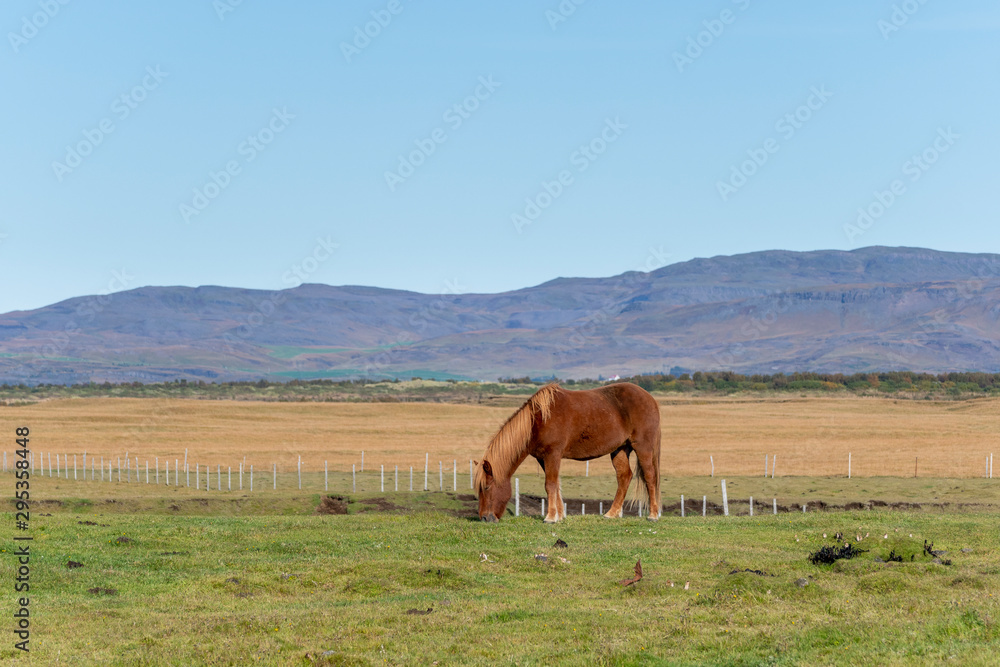 Fototapeta premium Islandpferd