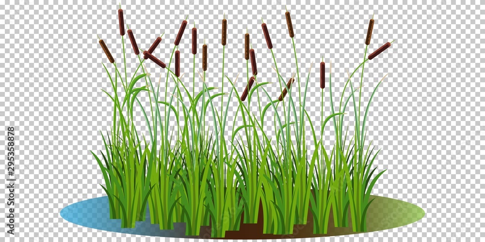 Vecteur Stock Reed bushes in the swamp vector illustration transparent ...