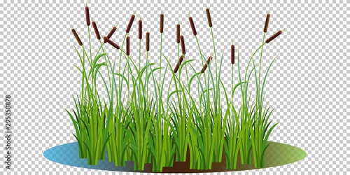Reed bushes in the swamp vector illustration transparent background. Cartoon props and landscape decoration