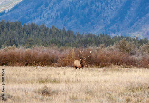Bull Elk in Wyoming in Autumn