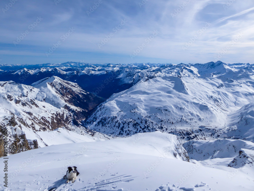 A border collie dog lying on a powder snow in Mölltaler Gletscher, Austria. Thick snow covers the slopes. Clear weather. Perfectly groomed slopes. Beautiful and serene mountains covered with snow.