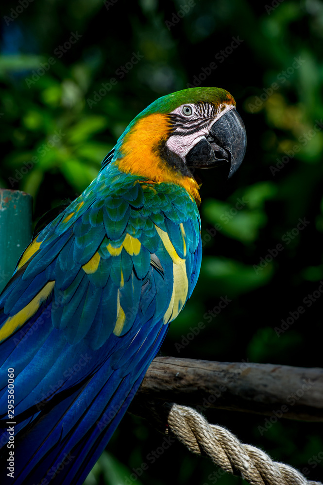 Portrait of macaw bred in captivity