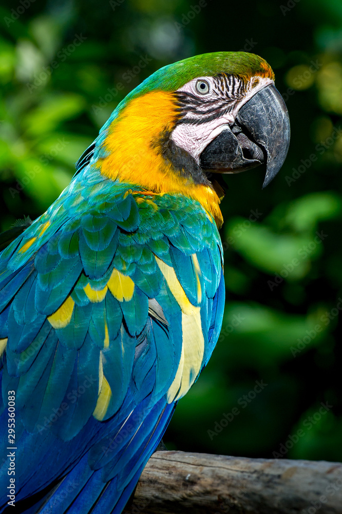 Portrait of macaw bred in captivity