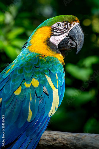 Portrait of macaw bred in captivity © goyoconde