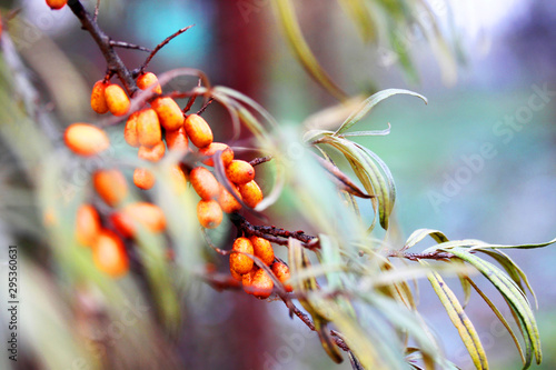 seabuckthorn color in autumn © Olga