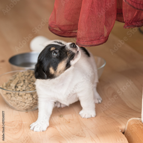 Cute 4 weeks old Jack Russell Terrier puppy dog is playing with the red curtain. Next to the pup is a bowl of food.
