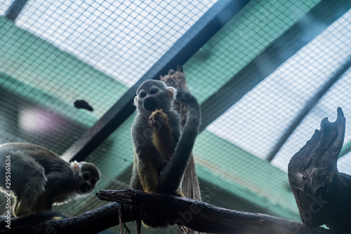 małpka Sajmiri wiewiórcza w zoo photo