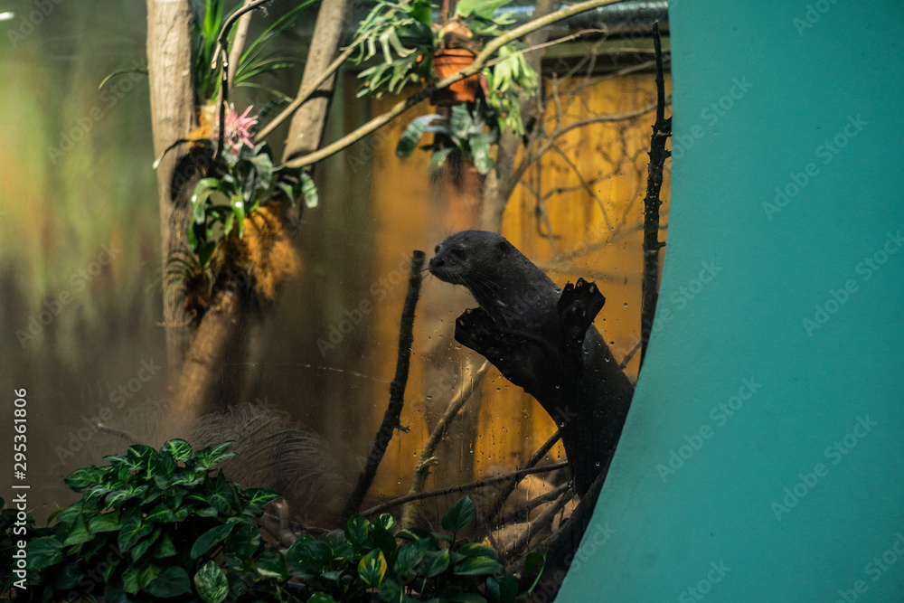 Fototapeta premium Arirania amazońska Wydra olbrzymia zoo
