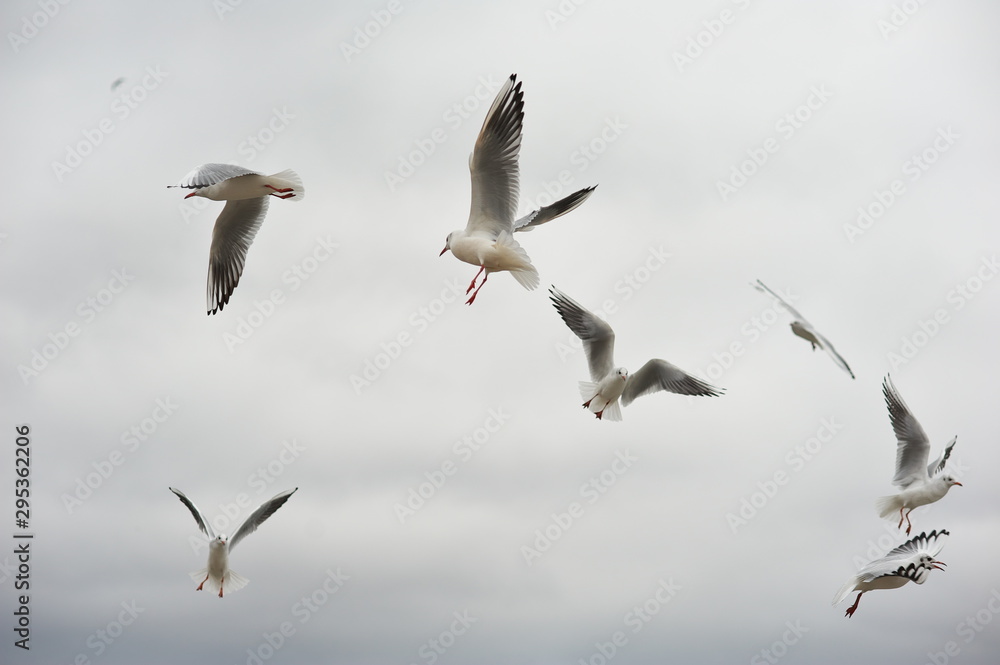 Fototapeta premium Games of gulls, rivalry, counter-competition. Dominance in society.