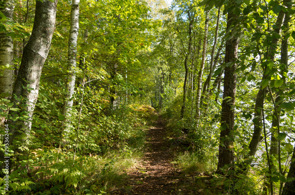 Obraz premium path in the forest