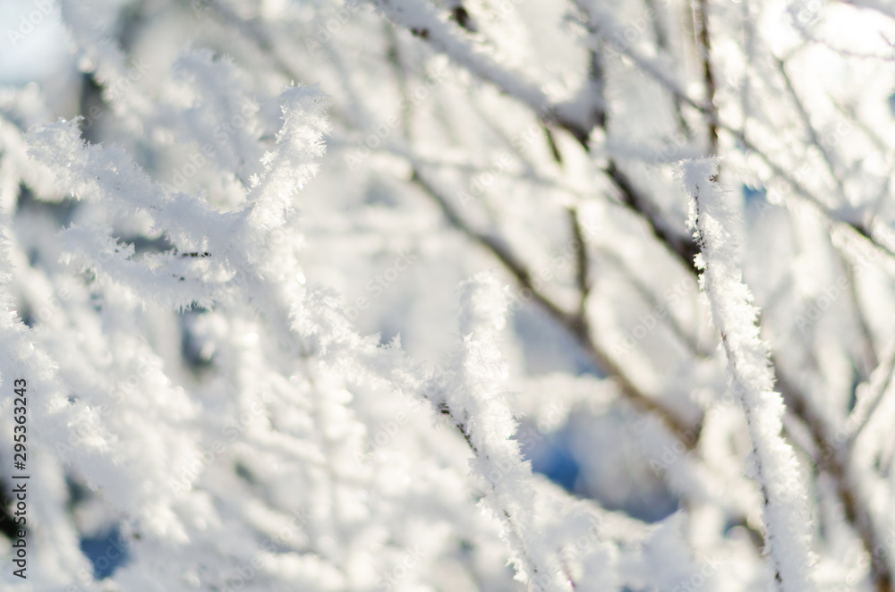 tree branches in the frost in the winter orchard