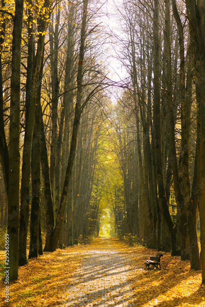 Fototapeta premium Beautiful autumn Park, trees on the alley with a bench