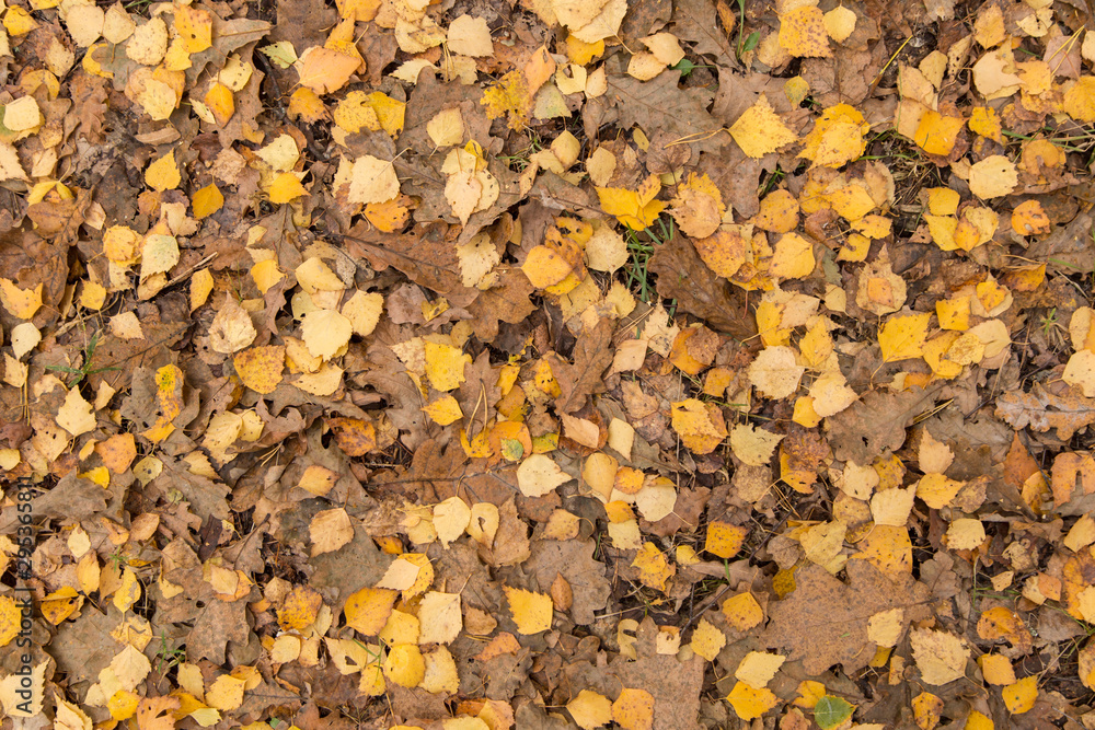 Autumn fall yellow leaves on ground in forest background texture Autumn fall yellow leaves on ground in forest background texture
