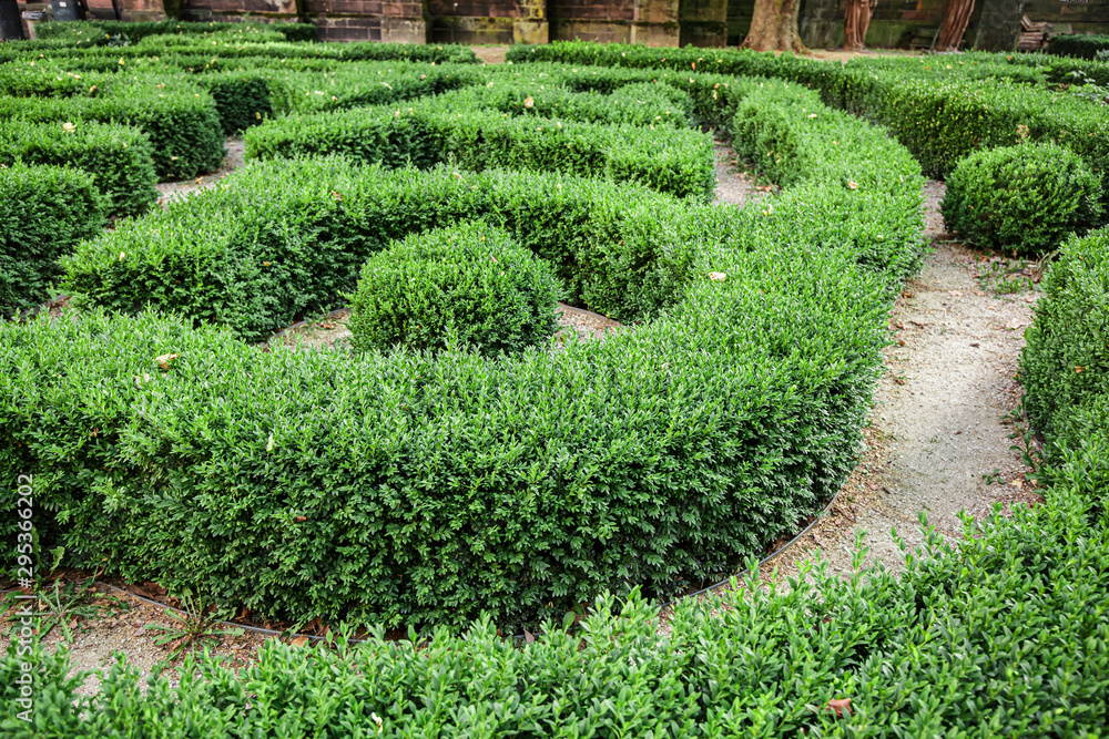 Green trimmed bushes in ornamental shape Green trimmed bushes in ornamental shape
