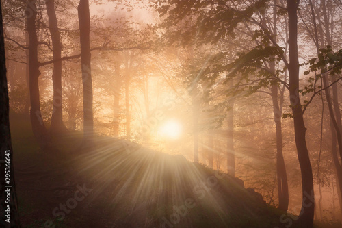 Mountain summer. Fairy misty forest  sunset