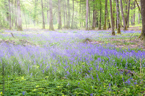 Beautiful spring forest with blooming hyacinths