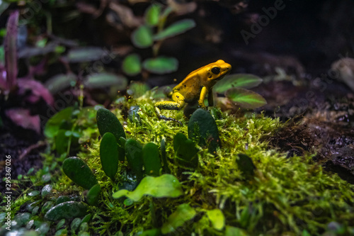 Liściołaz żółty Golden poison frog Phyllobates terribilis żółta trująca żaba siedząca wśród liści konarów kory kamieni