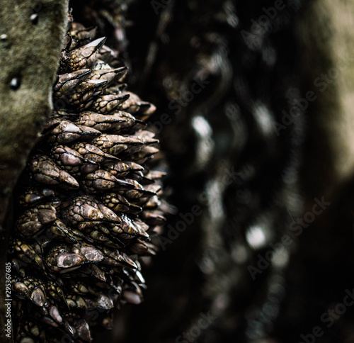Mussels on a beach coming out of a rock
