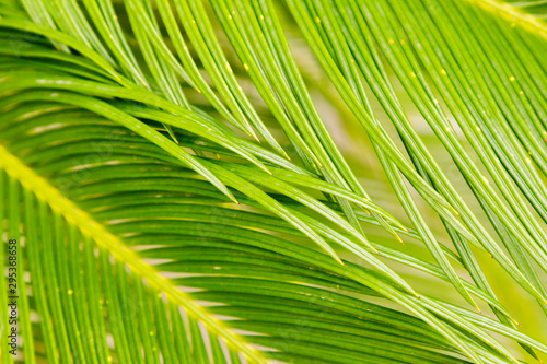 Close-up of sago palm leaves  Cycas revoluta   with glossy bright green foliage
