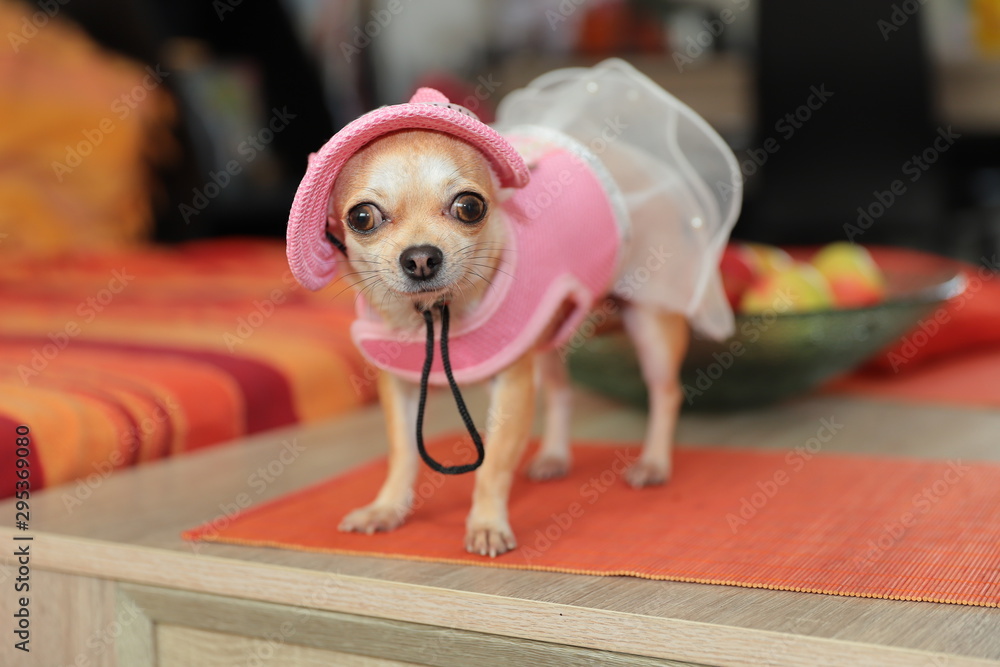 Mini chihuahua dog wearing pink hat and dress, dog fashion, funny pets  Stock Photo | Adobe Stock