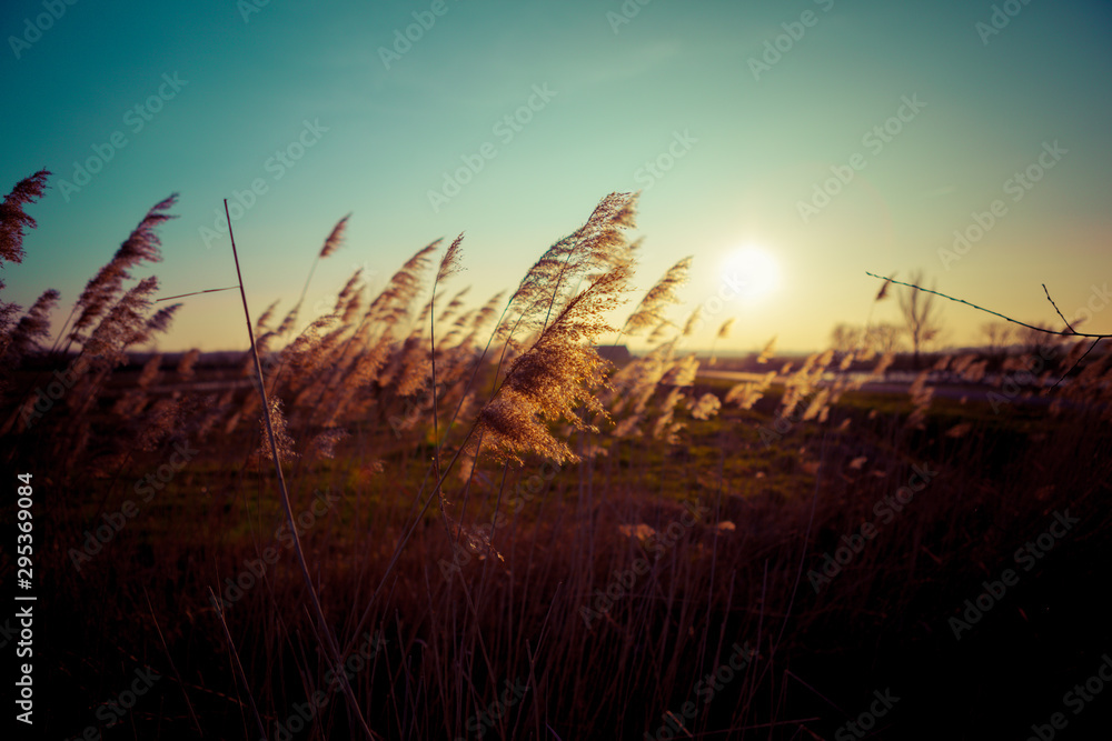 Fototapeta premium grass in the meadow 13
