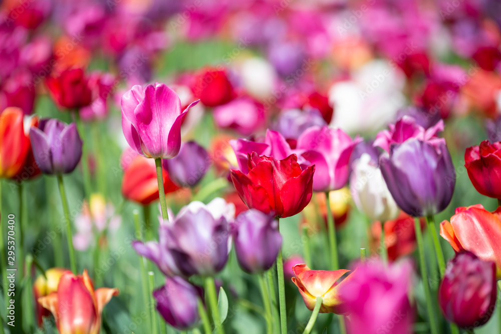 Tulips in Bloom 3