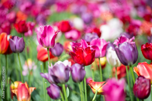 Fototapeta Naklejka Na Ścianę i Meble -  Tulips in Bloom 3