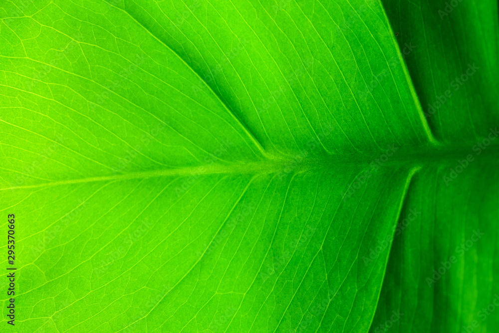 Monstera leaf close up. Macro photo. Green floral background. Abstract green leaf texture, nature background, tropical leaf Monstera leaf close up. Macro photo. Green floral background. Abstract green leaf texture, nature background, tropical leaf