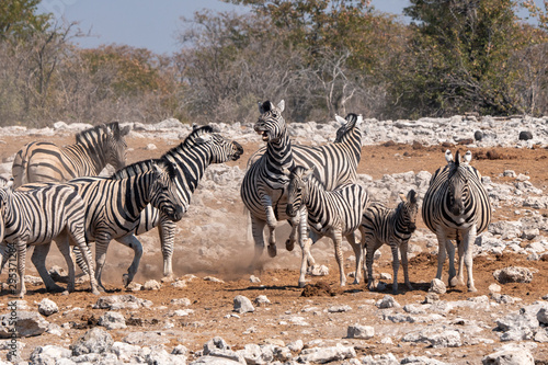 Zebra Herd with Foal in Etosha NP