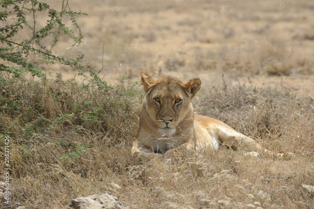 Kenya & Tanzania Kenya & Tanzania