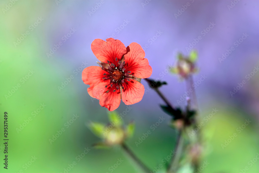 Cinquefoil flower Cinquefoil flower