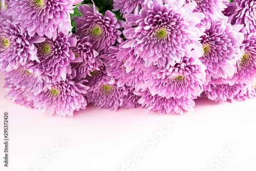 Bunch of purple chrisanths flowers on the pink background with copy space