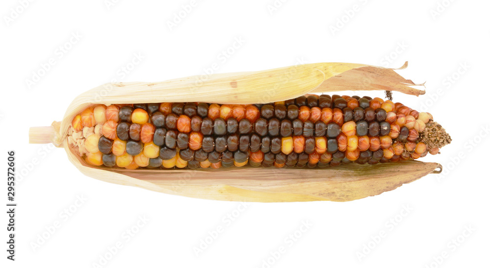 Colourful decorative flint corn cob with brown and orange niblets Stock  Photo | Adobe Stock