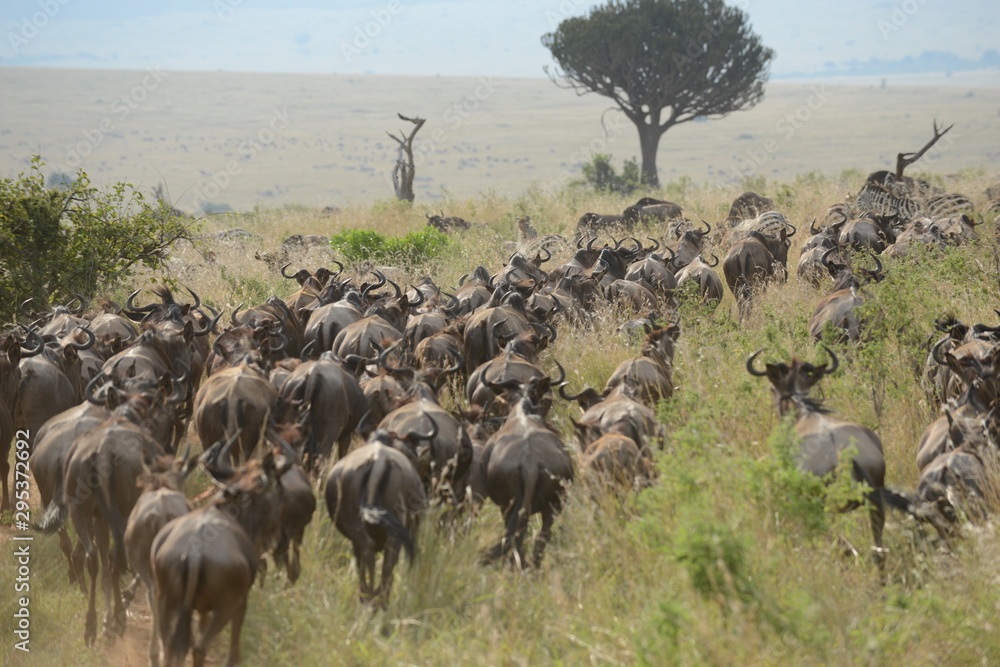 Naklejka premium Kenya & Tanzania