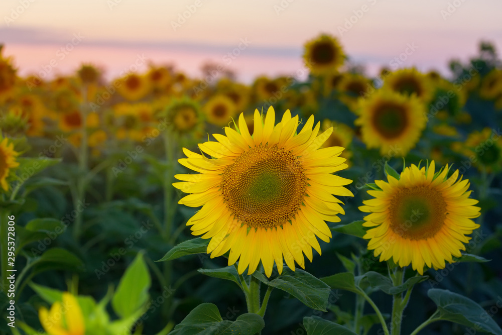 Obraz premium sunflower at sunset / bright sunflower on Vaughan of a beautiful sunset