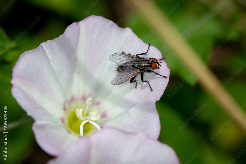 Fliege auf einer Blüte Fliege auf einer Blüte