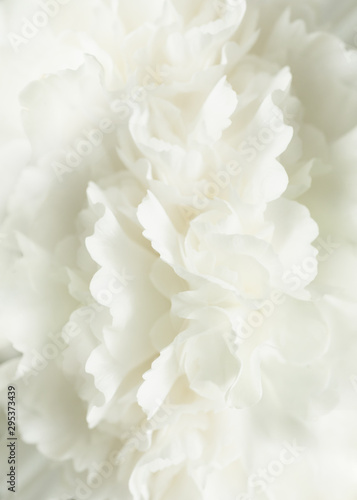 White Abstract Floral Background, Wedding Background, White Carnation Macro Closeup © Natalia Ladden 