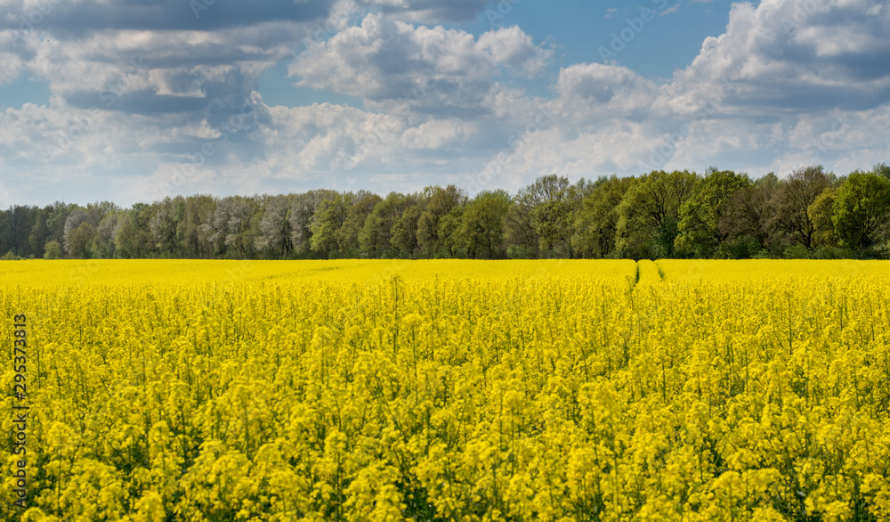 Obraz premium Rapsfeld 