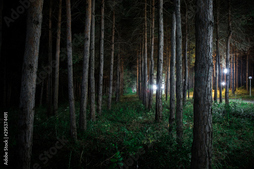 magical lights sparkling in mysterious forest at night. Pine forest with strange light © zef art