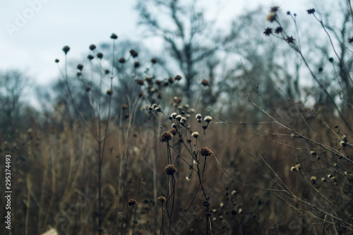 dried aster flowers in a prairie in late afternoon winter light with bare trees in the background