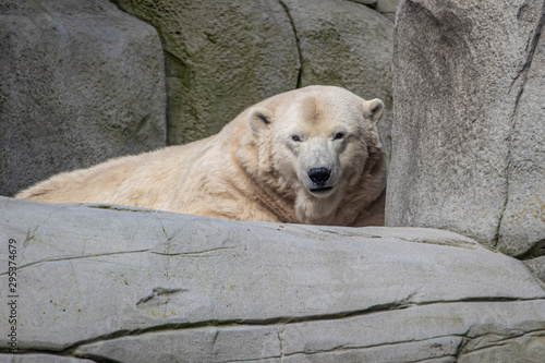 Eisbär im Tierpark Hagenbeck